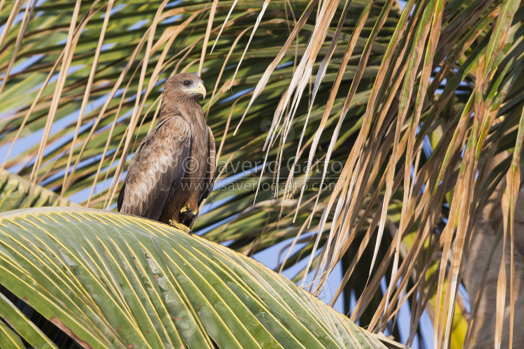 Yellow-billed Kite